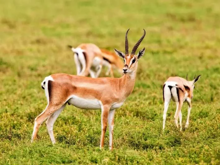 park-ational-gazelle.webp